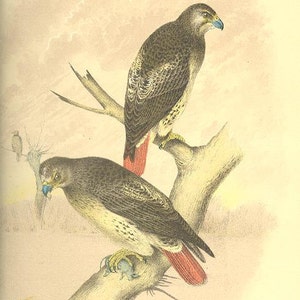 RED TAILED HAWK Bird 19th Century Litho  Crayonne Lithograph Birds ~~ 1800s Old Color Antique Art Print Jacob Studer [Inv#30