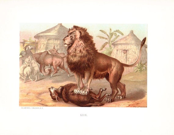 AFRICAN LION NATIVE Huts Sheep Full Color 1885 Rare Antique Art