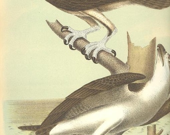 May include: A brown and white osprey bird perched on a branch with its talons wrapped around a fish. The bird has a yellow eye and a sharp beak. The fish is silver and has a dark spot on its side.
