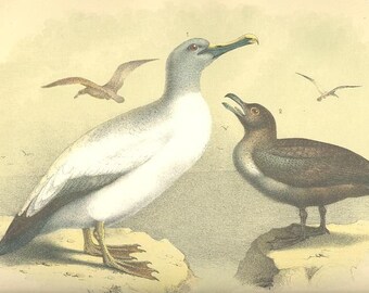 ALBATRO SKUA Ottocento Litho Crayonne litografia uccelli ~ ~ colore vecchio Ottocento antiquariato arte stampa Jacob Studer [Inv #86