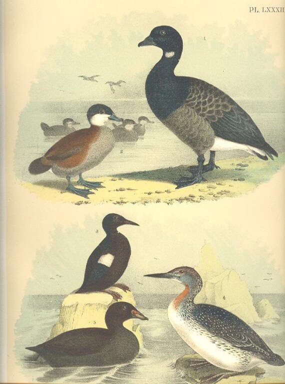 Antique Replica Black Duck Art Print Antique Replica Black Duck Art Print