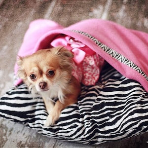 Puede incluir: Un pequeño perro chihuahua marrón claro está acostado en una cama para perros de cebra rosa y negra. El perro está mirando a la cámara con una expresión curiosa.