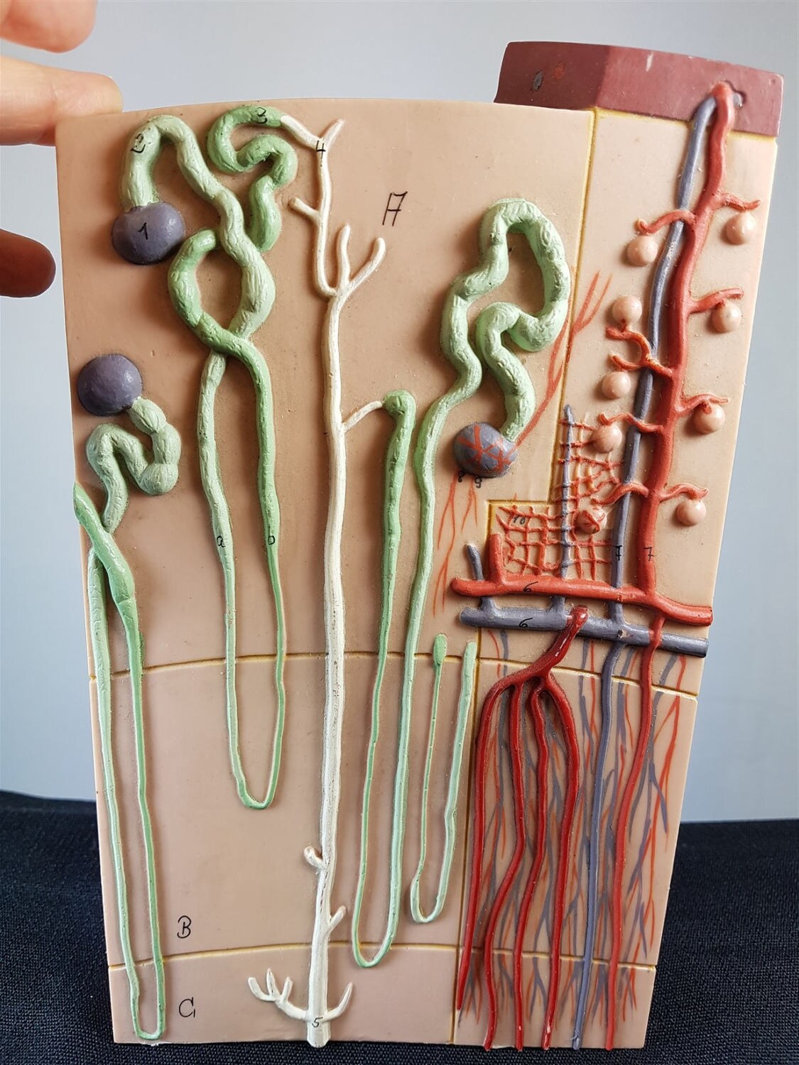 Vintage Anatomy Medical Model Wall Art 1950’s Original | Etsy