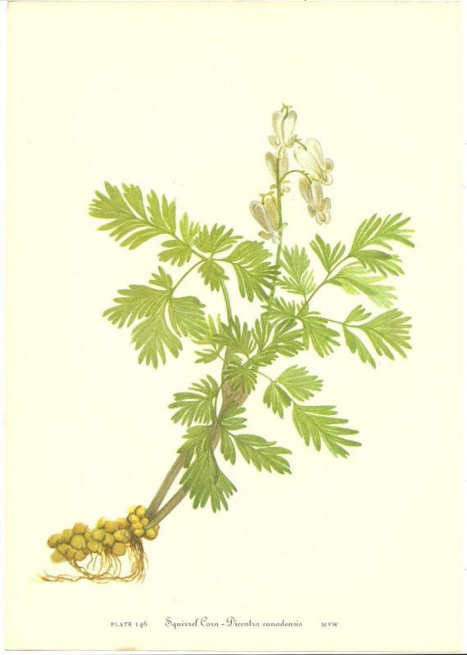 10 Old 1953 WILD FLOWERS of AMERICA Book Plates Etsy