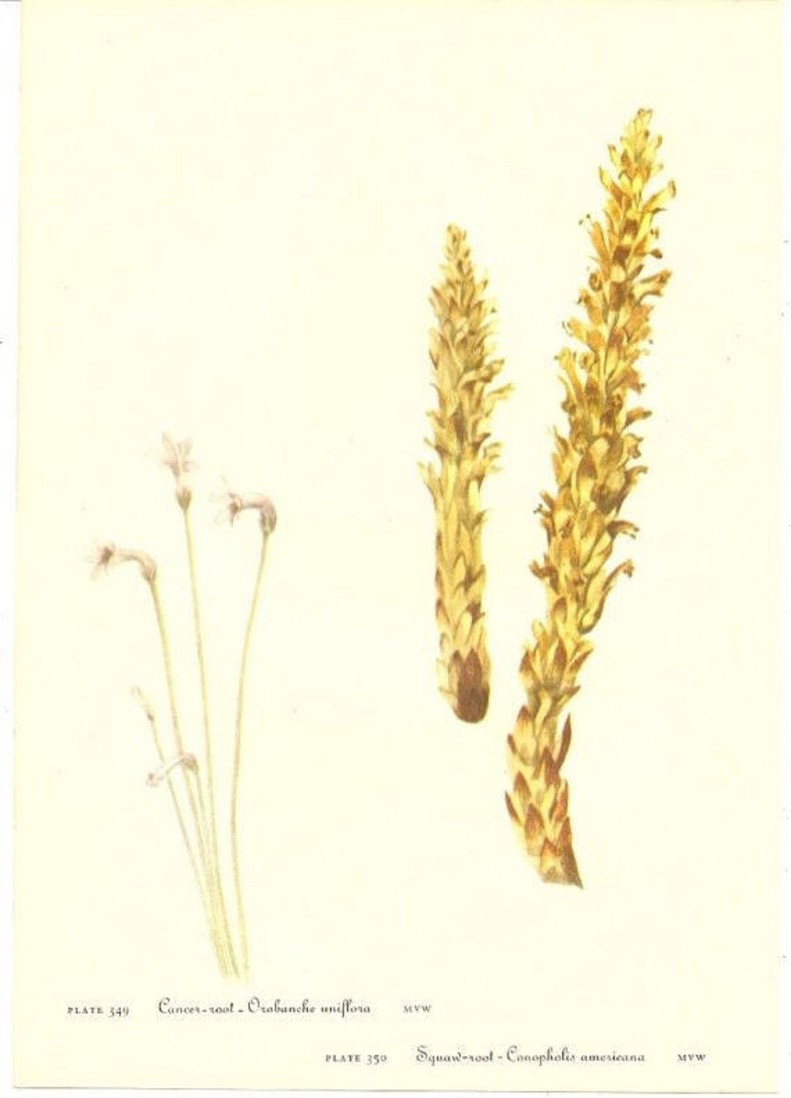 10 Old 1953 Wild FLOWERS of AMERICA Book PLATES Etsy