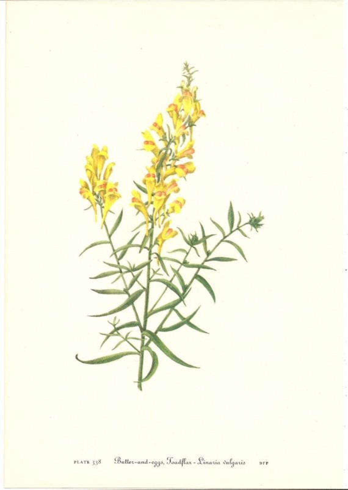 10 Old 1953 Wild FLOWERS of AMERICA Book PLATES Etsy