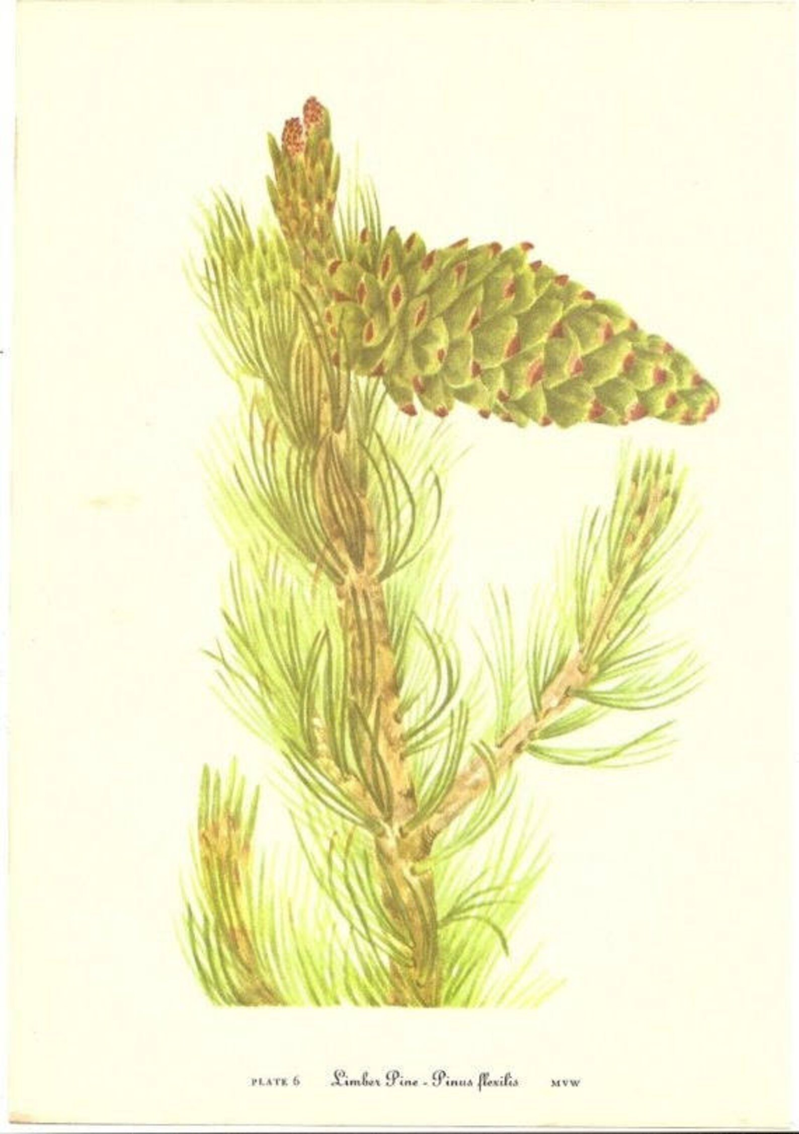 10 Old 1953 Wild FLOWERS of AMERICA Book PLATES Etsy