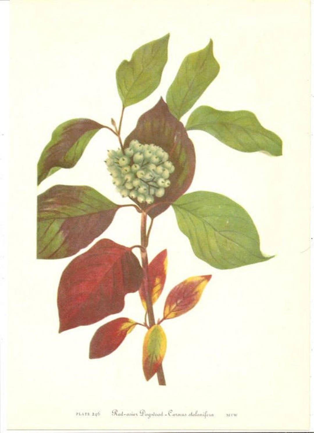 10 Old 1953 Wild FLOWERS of AMERICA Book PLATES Etsy