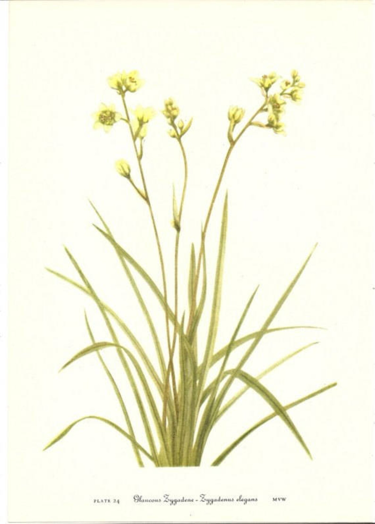 10 Old 1953 Wild FLOWERS of AMERICA Book PLATES Etsy