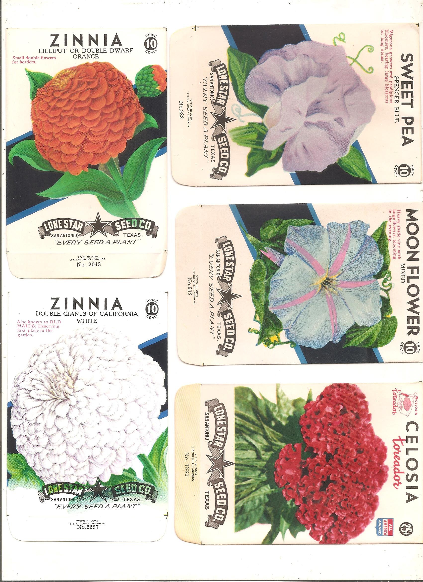 Set of 5 Different Vintage Flower Seed Packets, San Antonio, Lone Star  Texas L04