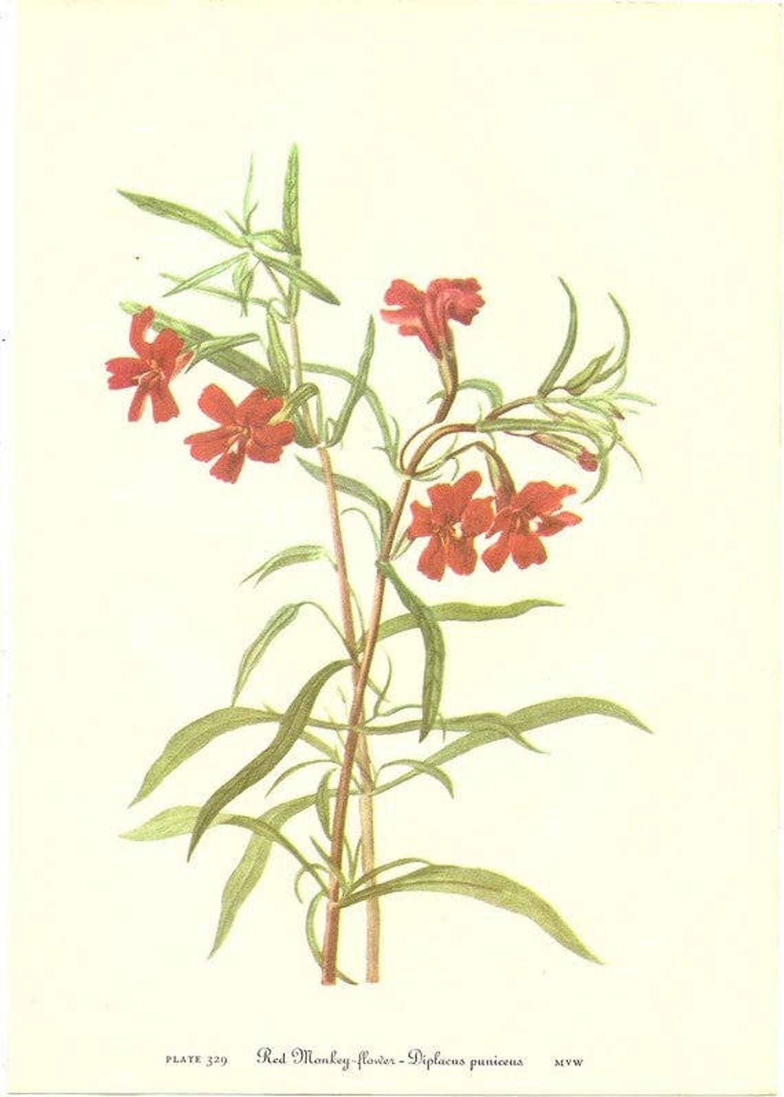 10 Old 1953 Wild FLOWERS of AMERICA Book PLATES Etsy