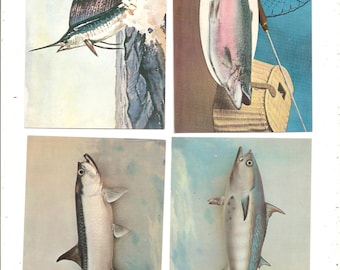 May include: Four vintage illustrations of fish. A sailfish leaps from the water, a trout is on a plate, a tarpon is displayed, and a tuna is shown. The illustrations are on a white background.