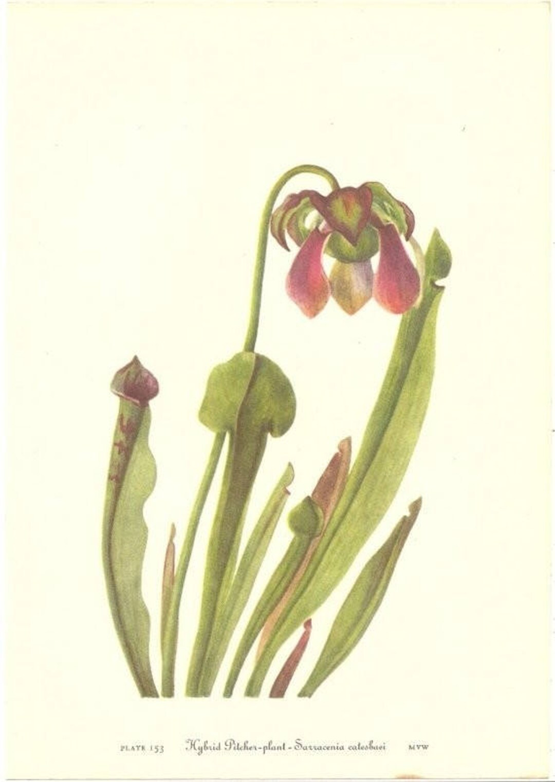 10 Old 1953 Wild FLOWERS of AMERICA Book PLATES Etsy