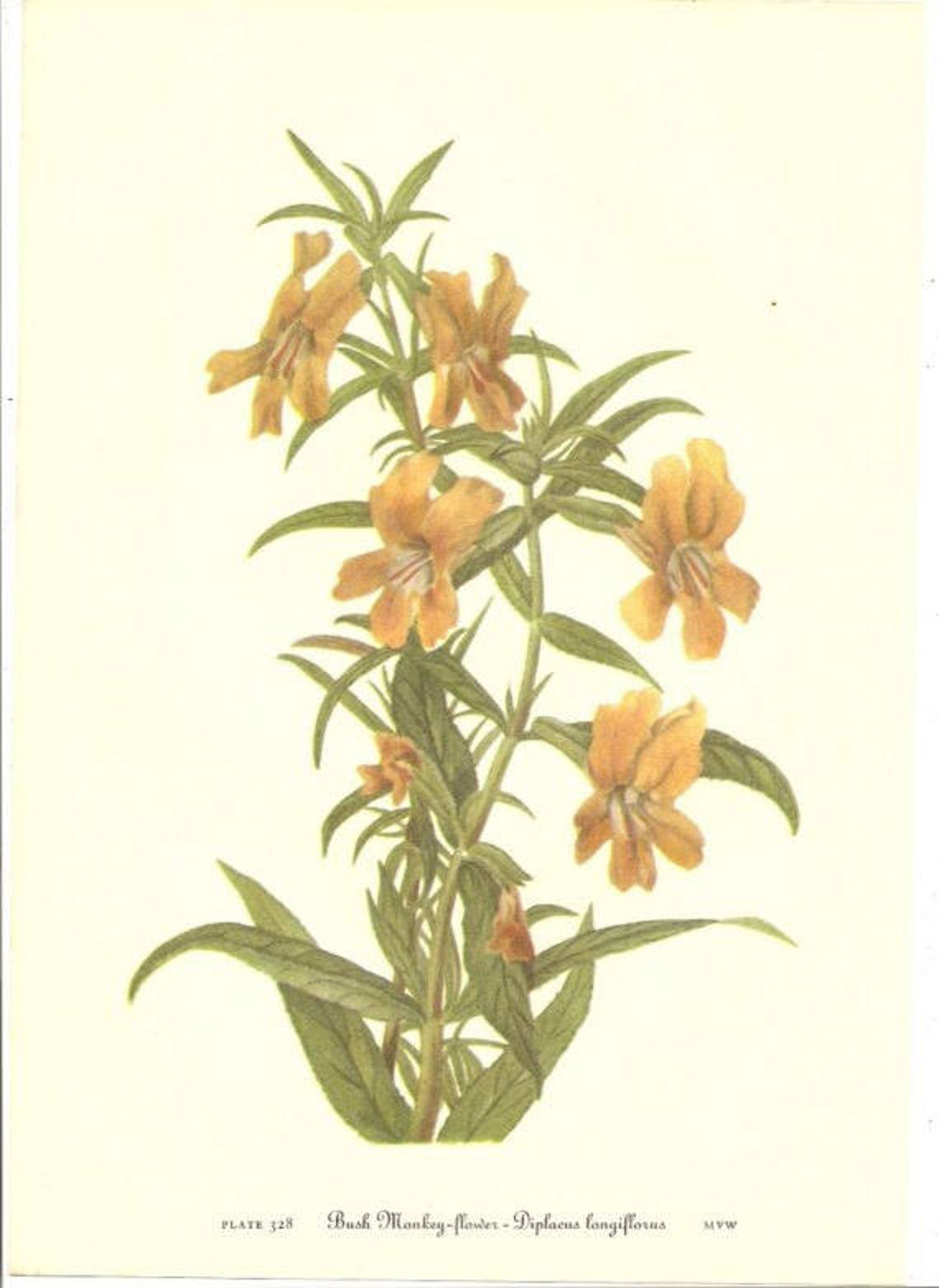 10 Old 1953 Wild FLOWERS of AMERICA Book PLATES Etsy