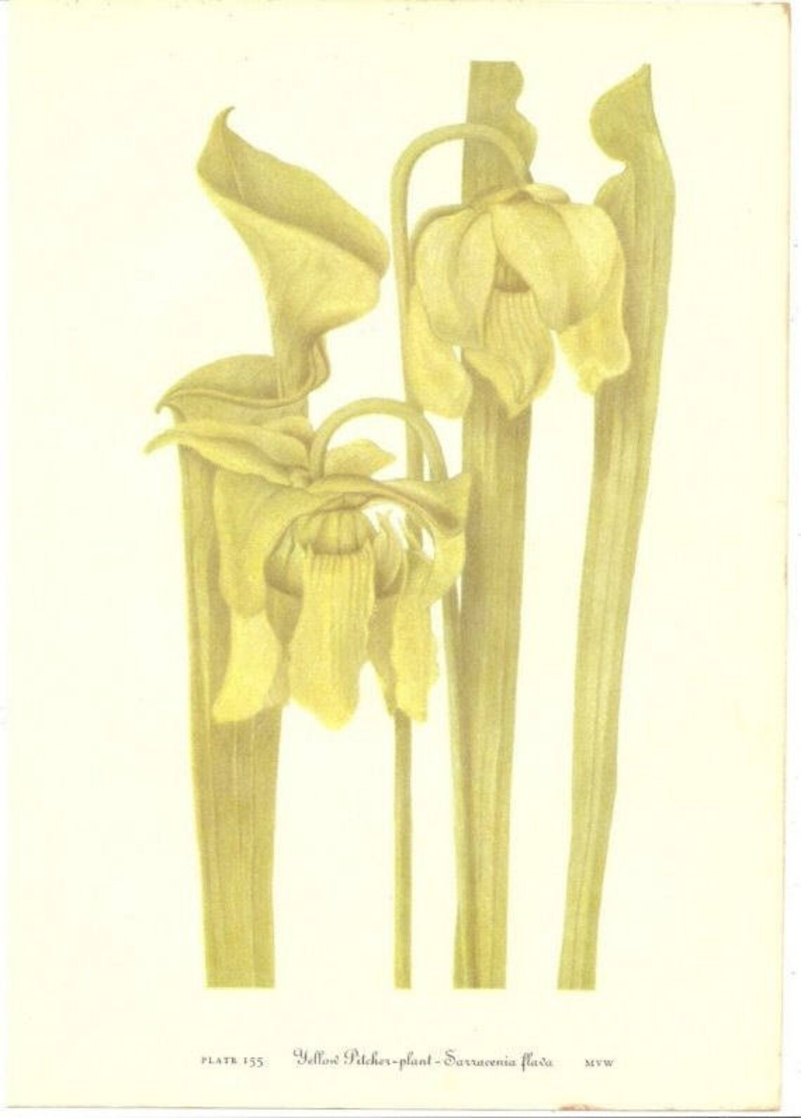 10 Old 1953 Wild FLOWERS of AMERICA Book PLATES Etsy