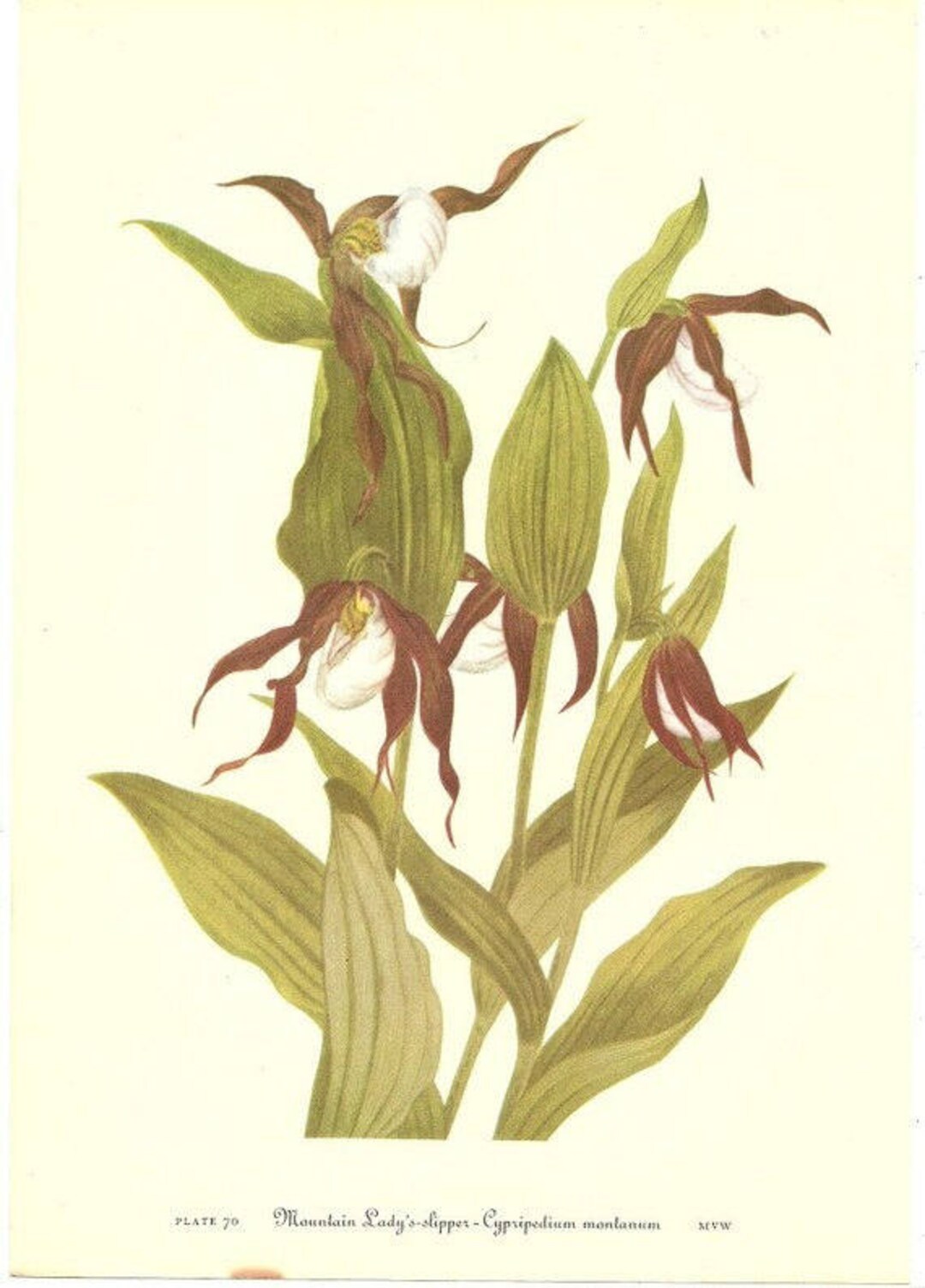 10 Old 1953 Wild FLOWERS of AMERICA Book PLATES Etsy