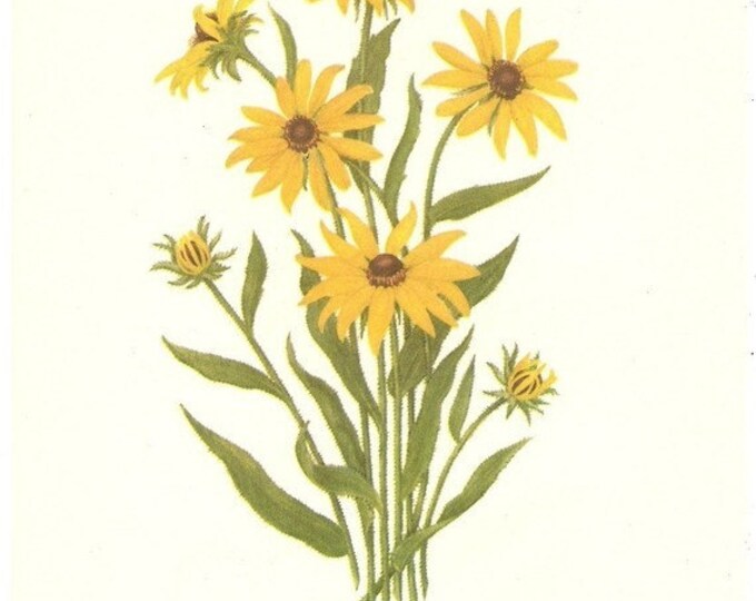 10 Old 1953 WILD FLOWERS of AMERICA Book Plates Etsy