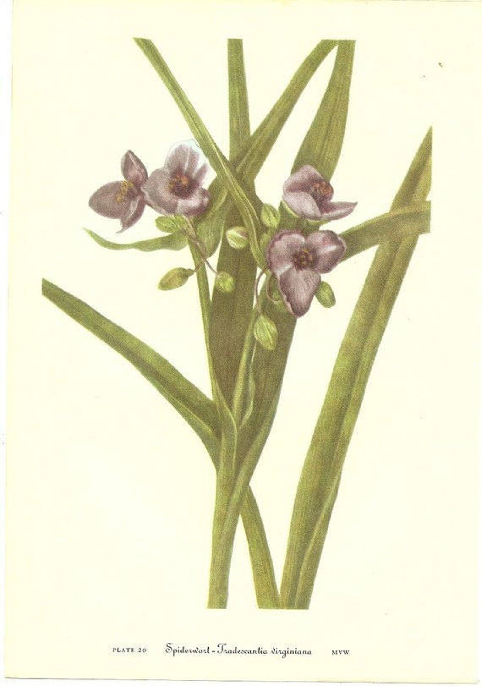 10 Old 1953 Wild FLOWERS of AMERICA Book PLATES Etsy