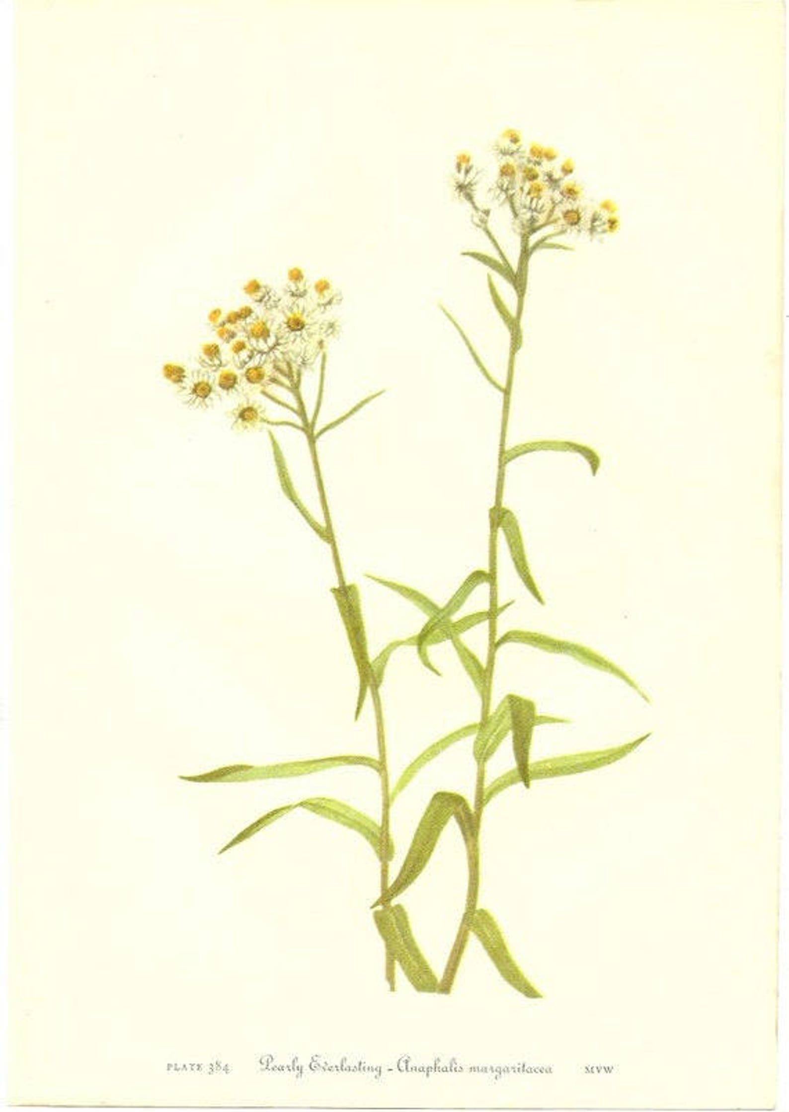 10 Old 1953 WILD FLOWERS of AMERICA Book Plates Etsy