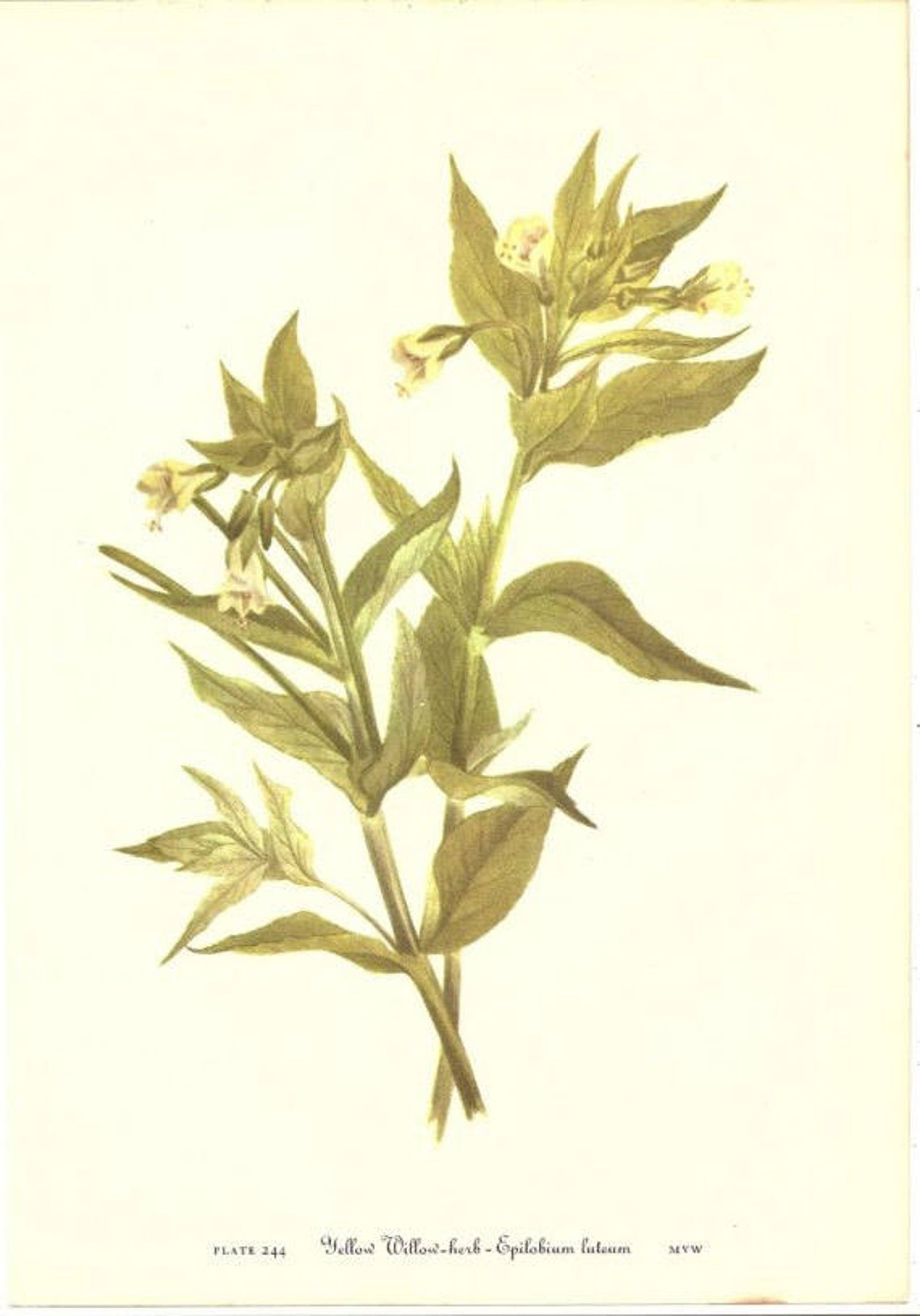 10 Old 1953 Wild FLOWERS of AMERICA Book PLATES Etsy