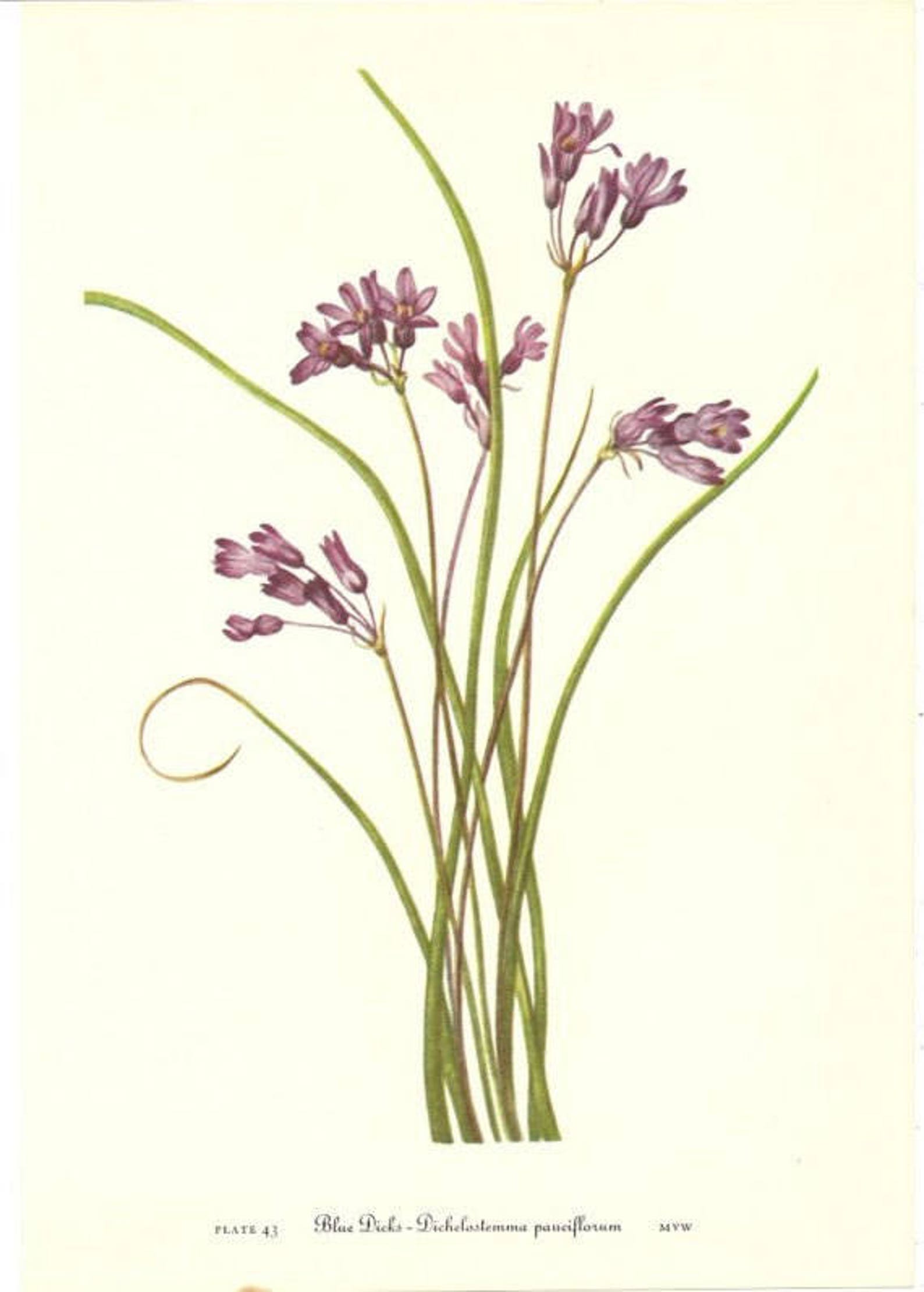 10 Old 1953 Wild FLOWERS of AMERICA Book PLATES Etsy