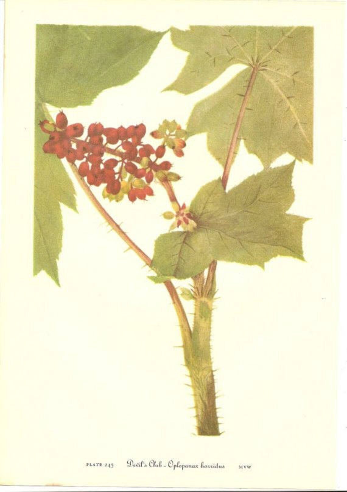 10 Old 1953 WILD FLOWERS of AMERICA Book Plates Etsy