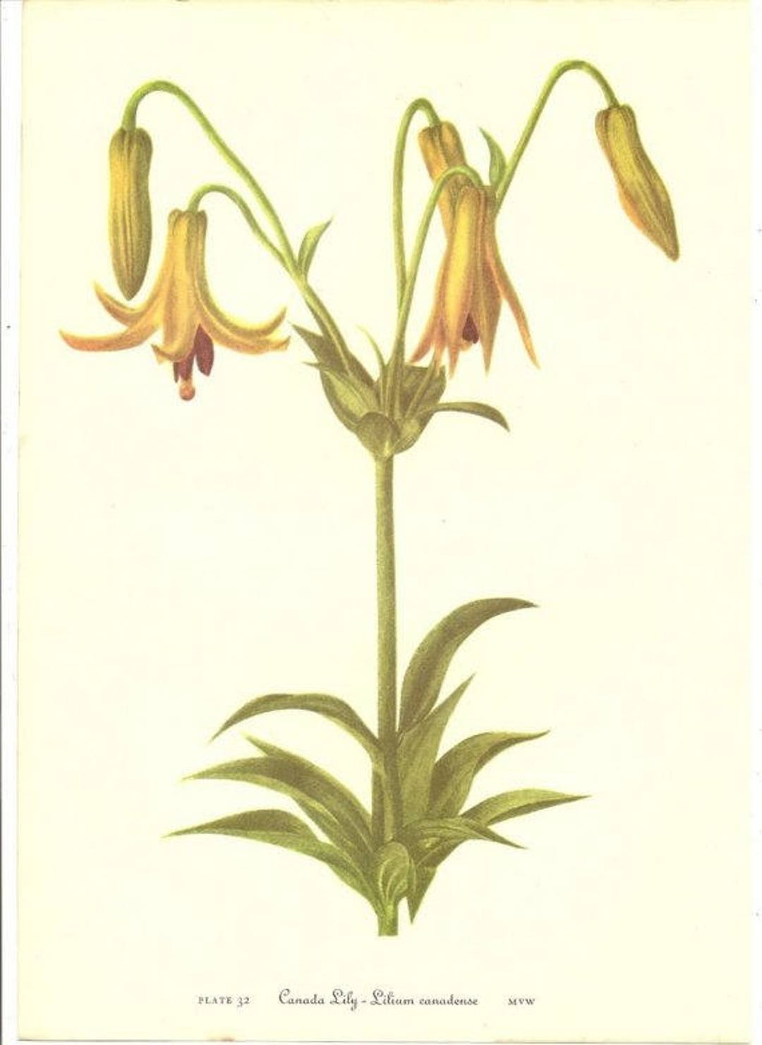 10 Old 1953 Wild FLOWERS of AMERICA Book PLATES Etsy