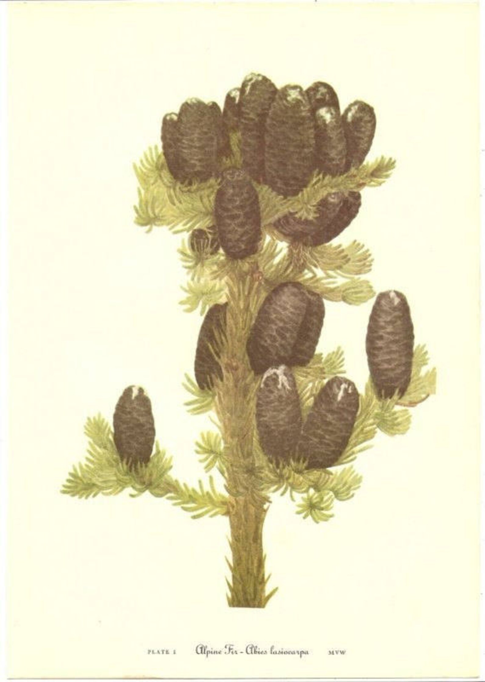 10 Old 1953 WILD FLOWERS of AMERICA Book Plates Etsy