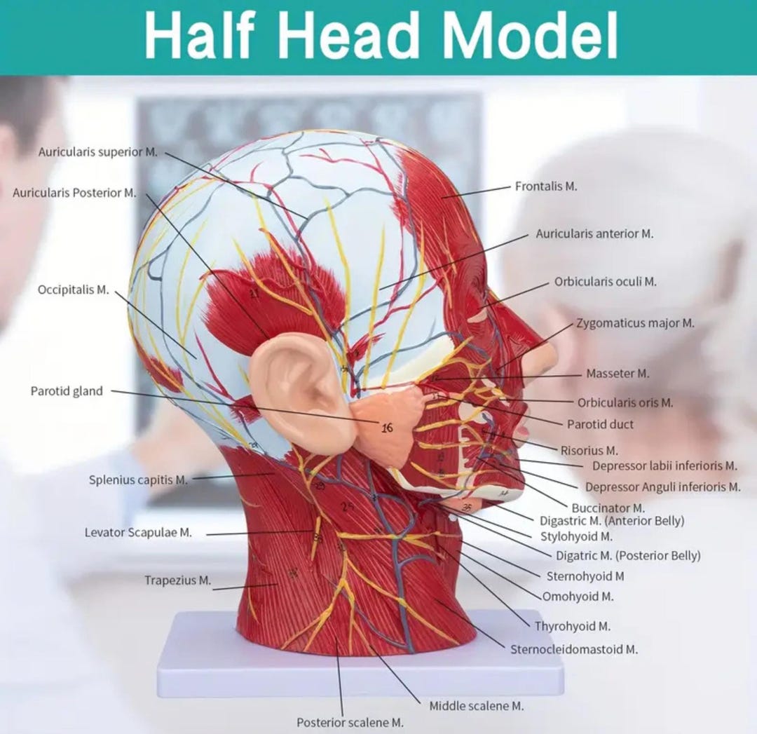 3D Half Head Model for SPA Consultation Cosmetic Practicing of ...