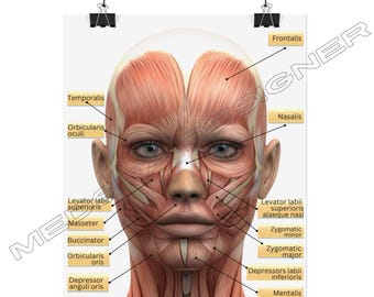 Gesichtsmuskulatur gerolltes Poster, Gesichtsanatomie Med Spa Poster, Kosmetikerin Wandkunst