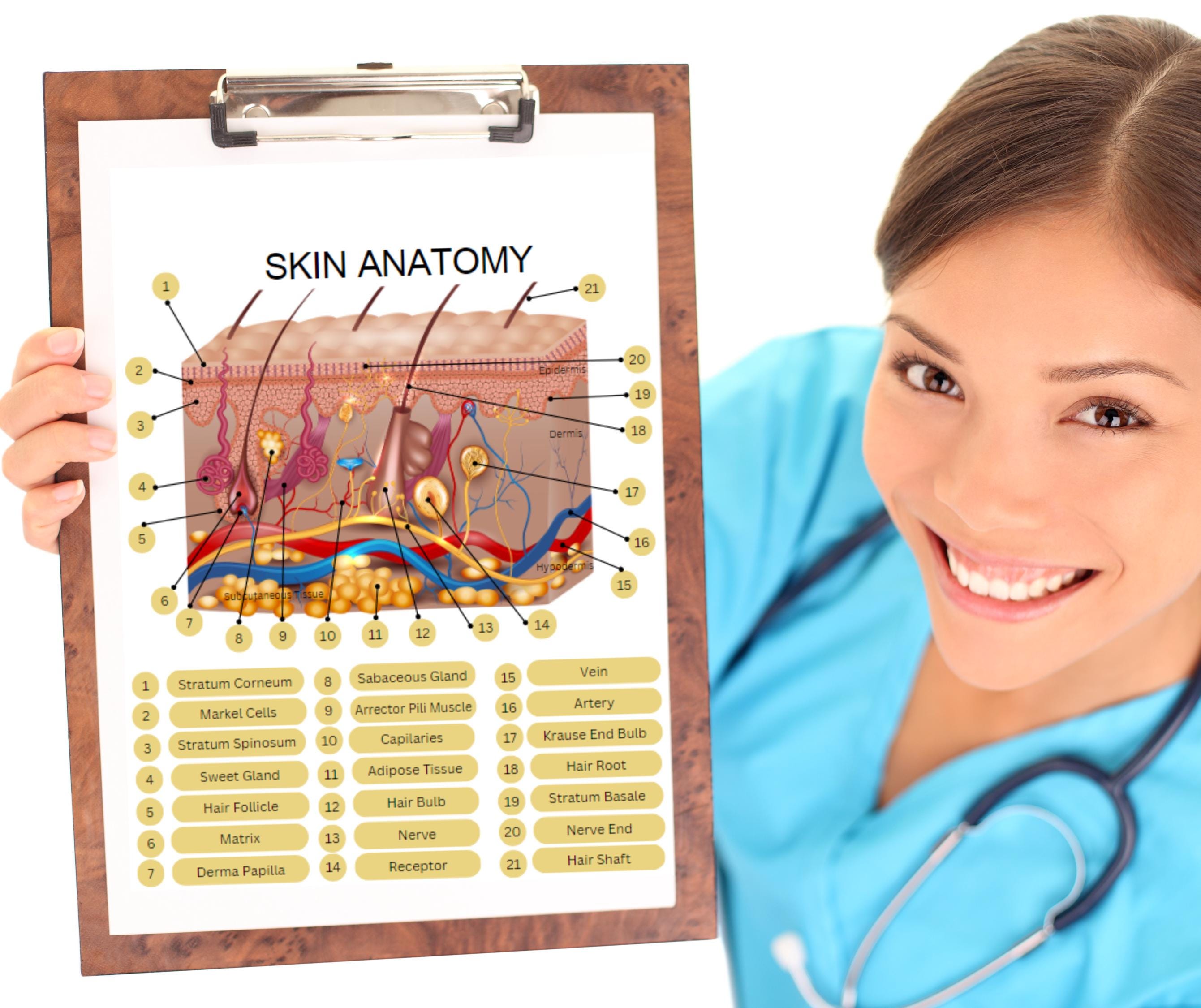 Skin Anatomy Digital Download, Aesthetic Clinic Beauty Salon Hairdresser Consultation Tool Wall Display, Wall Poster Digital File