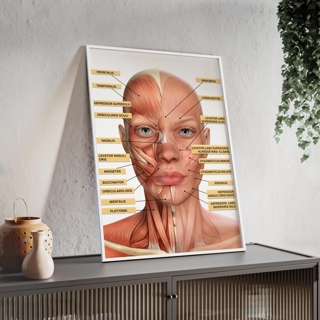 Anatomy Facial Muscles Poster, Wall Art Decor for Medspas, Wooden Frame ...