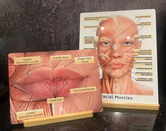 Gesichts- und Lippenanatomie-Krankenschwester-InjektionsmedSpa-Beratungsstelle, Kosmetik-Dermatologie-Plastische Chirurgie-Anzeige, Botox-Lippenfüller-Anzeige