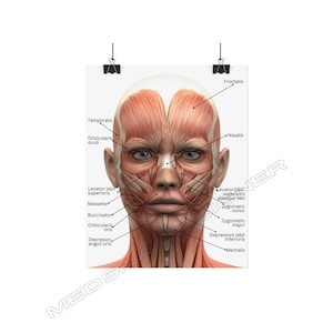 Facial Muscles Rolled Poster, Facial Anatomy Med Spa Poster, Esthetician Wall Art