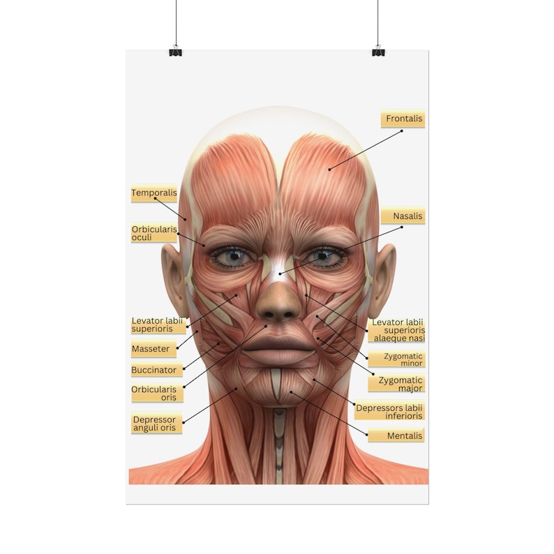 Facial Muscles Rolled Poster, Facial Anatomy Med Spa Poster ...