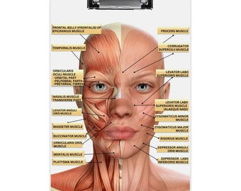 Facial Muscles Acrylic Clipboard, MedSpa Practitioner Consultation Clipboard, Nurse Injector Dermatologist Consultation Tool