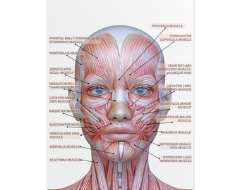 Customized with Logo Female Facial Muscles Rolled Poster, Med Spa Poster, Esthetician Wall Art