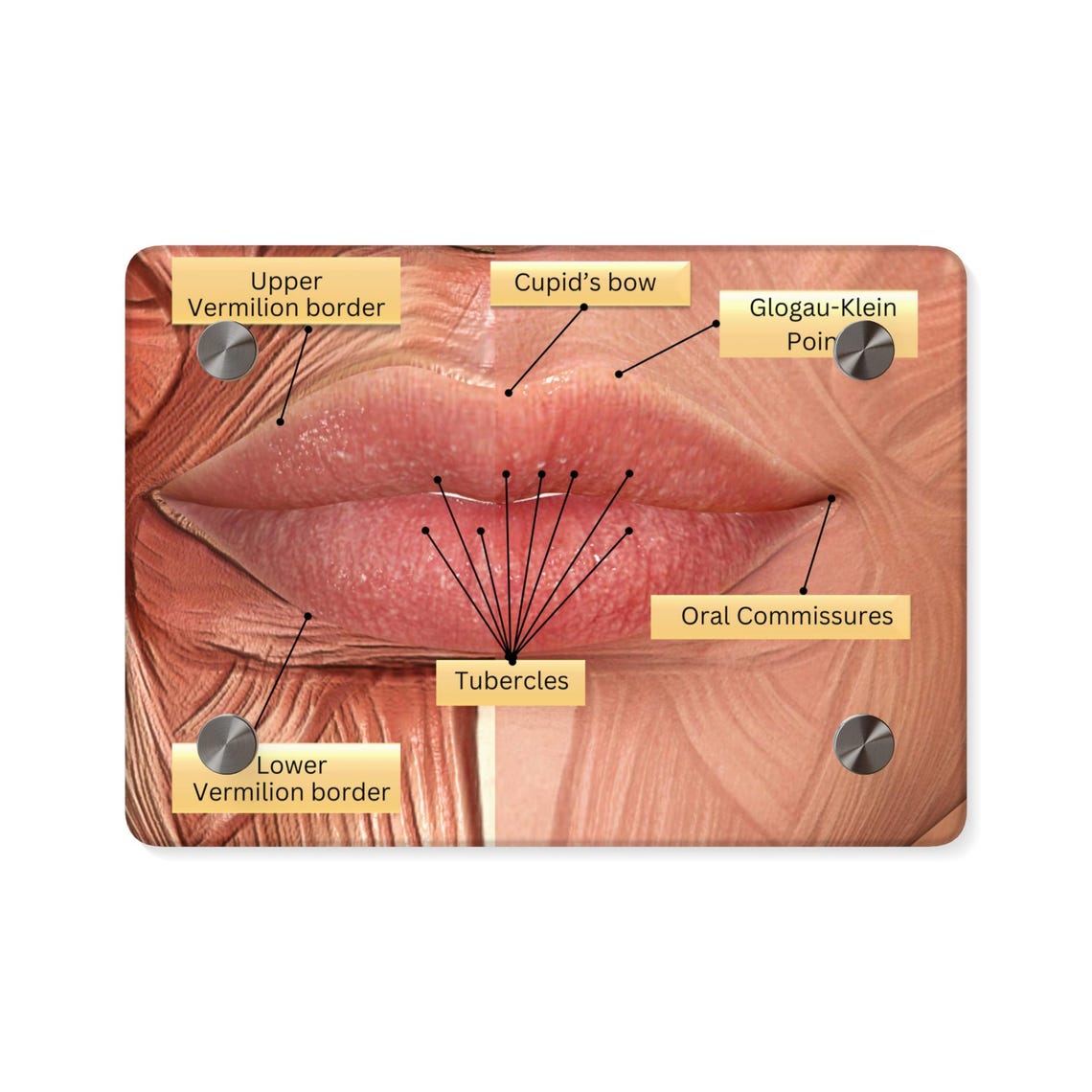 Customized With Logo Anatomy of the Lips Nurse Injector Medspa Display, Structure of the Skin ...