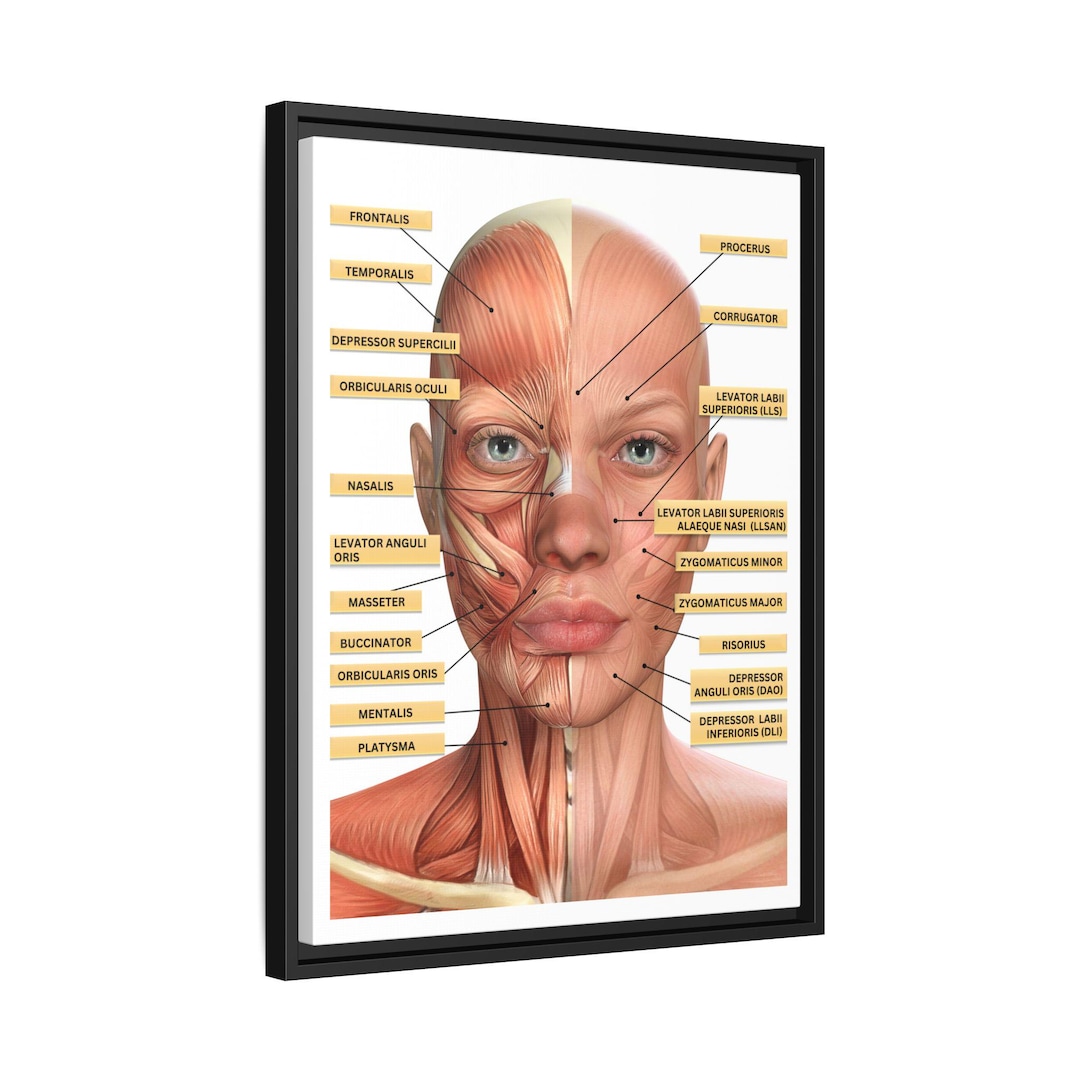 Anatomical Facial Muscles Art Print, Doctors, Nurses, Estheticians ...