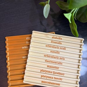 Puede incluir: Dos modelos anatómicos de madera, uno en naranja cálido y otro en tono madera natural. Cada modelo presenta secciones etiquetadas con términos anatómicos como "glabella" y "orbicularis oculi".
