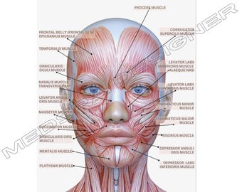 Customized with Logo Female Facial Muscles Rolled Poster, Med Spa Poster, Esthetician Wall Art