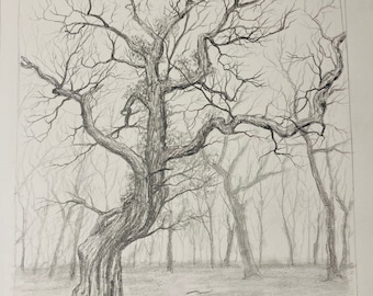 In The Wood pencil drawing trees