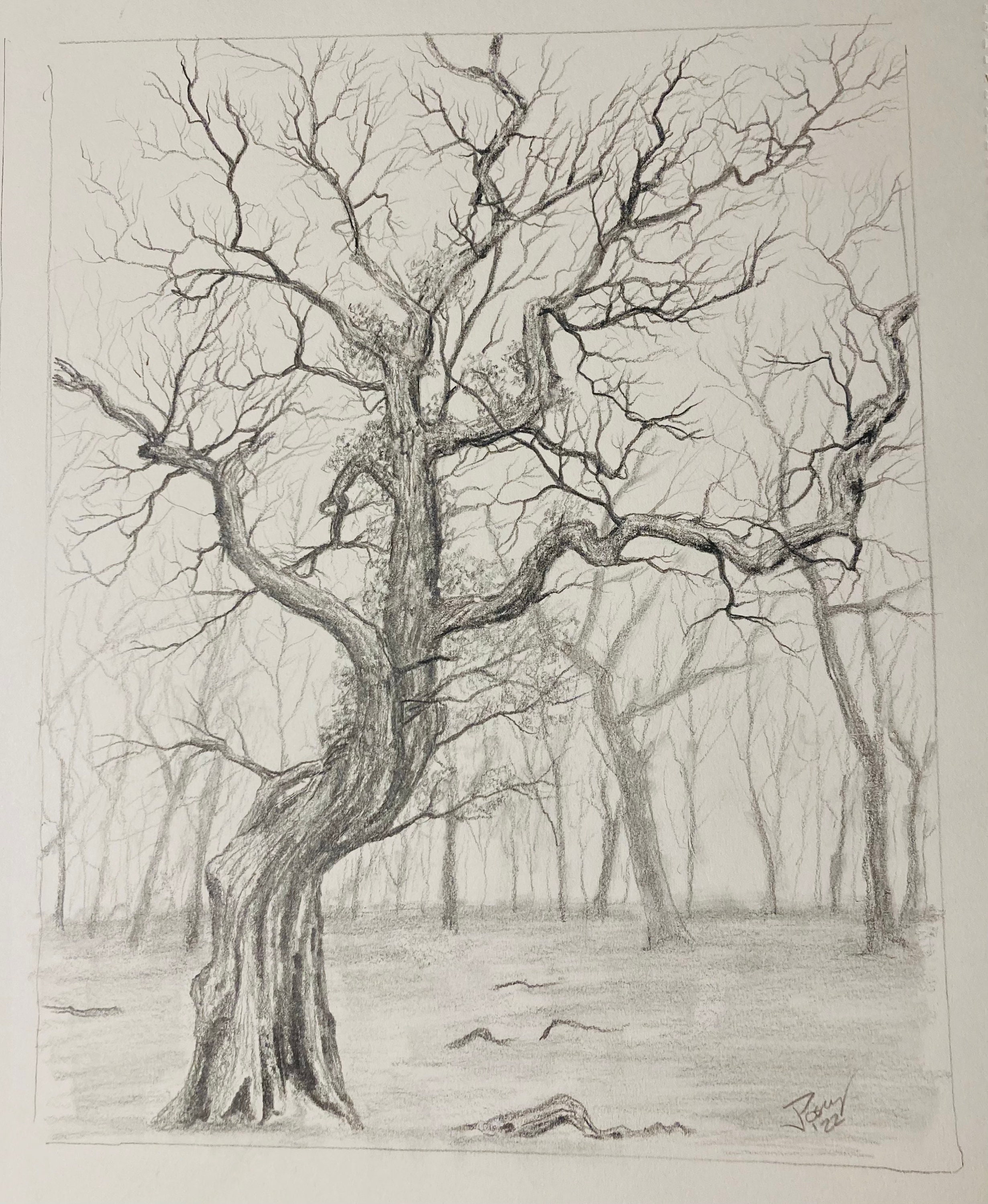 Tree on sale pencil sketch
