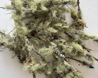 Natural Moss and Lichen on the Branch - PNW floral art supplies for Terrarium, succulant gardens, Fairy Gardens, hand collected dried