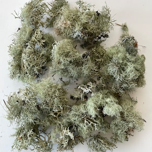 Moss and Lichen Natural Dried Variety Bouquets Wreaths Terrariums Succulent gardens Floral Art Fairy Houses PNW Hand collected