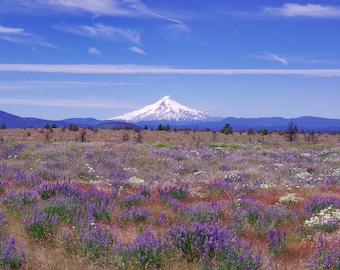 Mt Hood Wildflower Field Photography, Oregon Mountain Landscape Print
