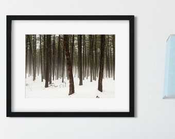 Pacific Northwest Photography Print Pine Tree Wall Art - Etsy