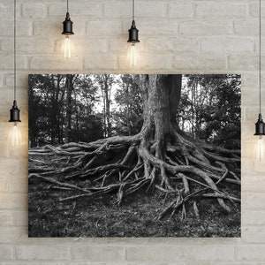 Forest Photography, Tree Roots Art Print, Black and White Nature, Illinois Forest, Wanderlust, Balance, Living Room Art, Tree of Life Photo