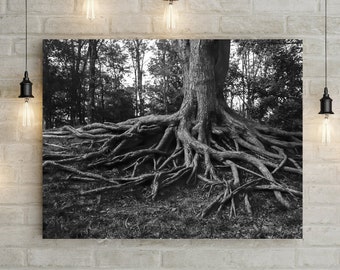 Forest Photography, Tree Roots Art Print, Black and White Nature, Illinois Forest, Wanderlust, Balance, Living Room Art, Tree of Life Photo