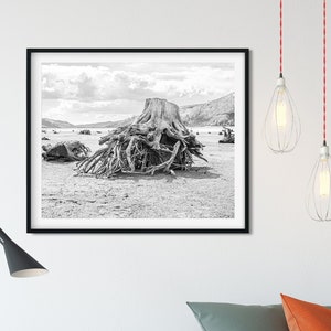 May include: Black and white photograph of a large tree root system on a sandy beach. The roots are spread out and the tree trunk is missing. The photo is framed in a black frame and hanging on a white wall.